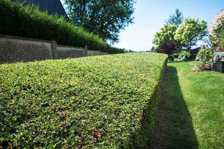 Création d'espace vert Vivier-au-Court