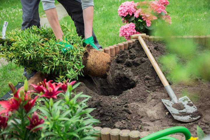 Aménagement de jardin exotique Vivier-au-Court