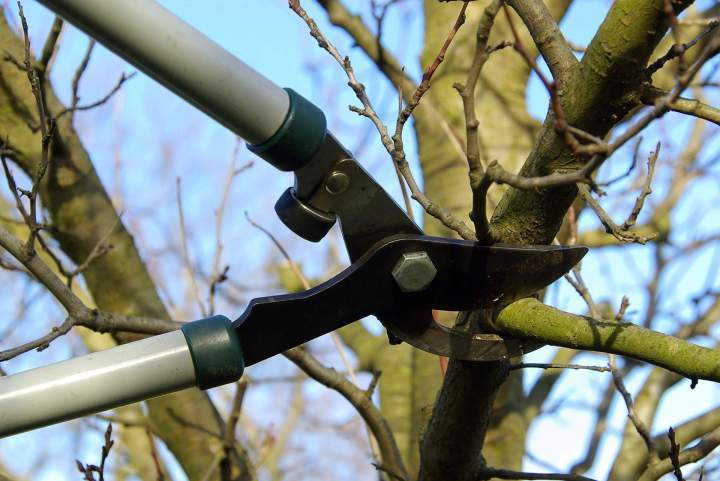 Taille de sécurité et entretien de vos arbres hauts